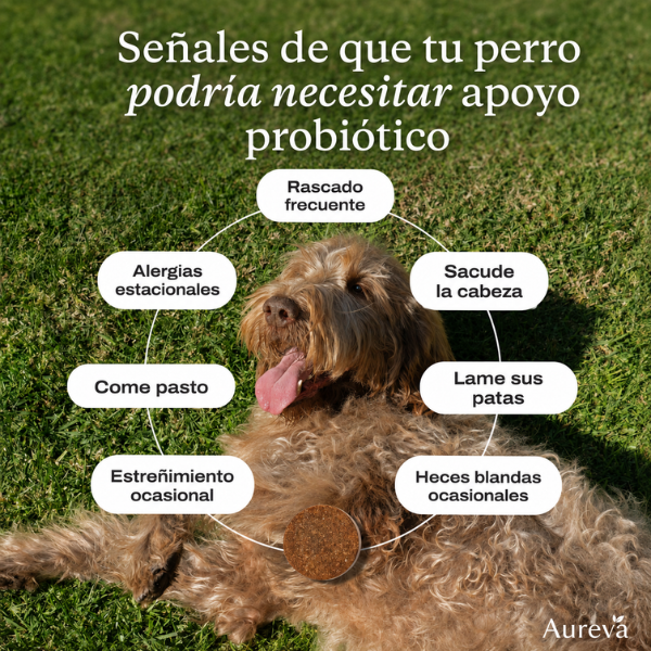 Premio suave con probióticos